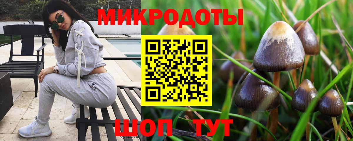 Псилоцибиновые грибы Psilocybe Тихорецк